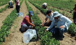 ELAZIĞ’DA 40 DEKARLIK ALANDA SEBZE HASADI