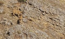 DAĞ KEÇİLERİ SÜRÜ HALİNDE HARPUT’TA GÖRÜNTÜLENDİ