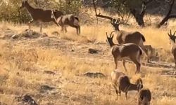 ELAZIĞ’DA KORUMA ALTINDA OLAN DAĞ KEÇİLERİ GÖRÜLDÜ