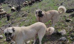 AVCILAR BİR KANGAL TELEF EDİP BİRİNİ DE YARALADI