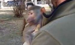 YOLDA YÜRÜRKEN MAYMUN BULDU...