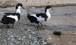 KEBAN BARAJ GÖLÜ ZENGİN FAUNA ÇEŞİTLİLİĞİ İLE DİKKAT ÇEKİYOR