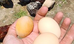 Bu yumurtayı gören gözlerine inanamadı
