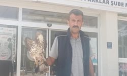 YARALI ŞAHİN TEDAVİ ALTINA ALINDI