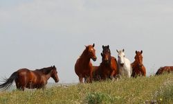 BARAJ GÖLÜNDE ÖZGÜR YILKI ATLARI