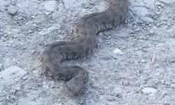 KAMERA YAKALANAN YILAN TEDİRGİN ETTİ