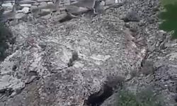 DAĞ KEÇİLERİ BU SEFER TEHLİKE SAÇTI