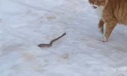 KEDİNİN YILANLA MÜCADELESİ GÜLDÜRDÜ