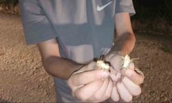 PALU'DA ÇEKİRGE İSTİLASI
