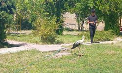 KANADI KIRILDI, KORUMA ALTINA ALINDI