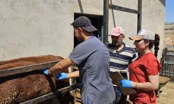 İTHAL HAYVANLARDA NUMUNE ÇALIŞMASI YAPILDI
