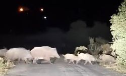 DOMUZ SÜRÜSÜ YOLLARDA