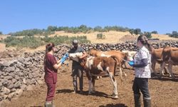 BÜYÜKBAŞ HAYVANLARA YÖNELİK AŞILAMA ÇALIŞMASI