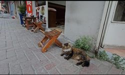 "BIDIK" MAHALLENİN MASKOTU OLDU