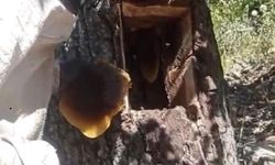 AĞAÇ KOVUĞUNDAN KİLO KİLO BAL ÇIKTI