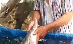 OLTAYA SERVET TAKILDI