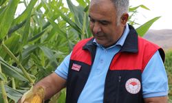 SİLAJLIK MISIR ÜRETİMİNDE BEKLENTİLER YÜKSEK