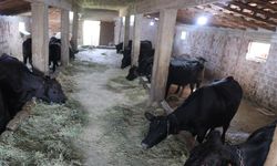 PROJE, MEYVELERİNİ VERMEYE BAŞLADI