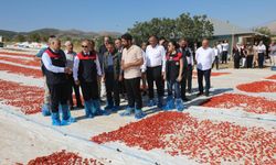 100 BİN TONDAN FAZLA REKOLTE BEKLENİYOR