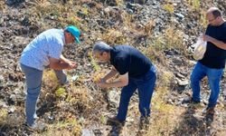 MADEN ÇAYI TOHUMU TOPLAMA ÇALIŞMASI