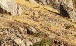 DAĞ KEÇİLERİ GÖRÜNTÜLENDİ