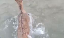 KURTTAN KAÇARKEN GÖLE DÜŞTÜ
