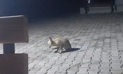 AÇ TİLKİ KORUCU KULÜBESİNE GELDİ