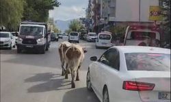 CADDEYE ÇIKAN İNEKLER SÜRÜCÜLERE ZOR ANLAR YAŞATTI