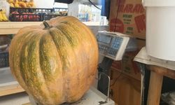 ATA TOHUMU KABAKLAR 35 KİLOYA ULAŞTI