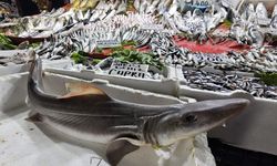 KÖPEK BALIĞI İLGİ ODAĞI OLDU