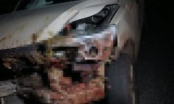 30 KÜÇÜKBAŞ HAYVAN TELEF OLDU