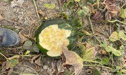 BAHÇELERDE DOMUZ İSTİLASI