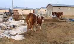 ŞAP HASTALIĞI ÜRETİCİYİ ZORLUYOR