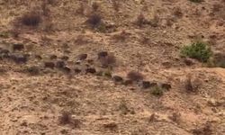 DOMUZ SÜRÜSÜ GÖRÜNTÜLENDİ