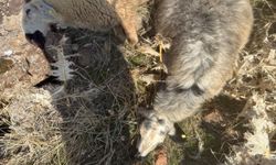 SÜRÜDEN AYRILANLARI KURT KAPTI