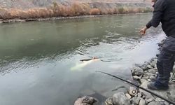 60 KİLOLUK TURNA BALIĞI YAKALANDI