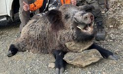 AVCILAR 200 KİLOLUK DOMUZ AVLADI