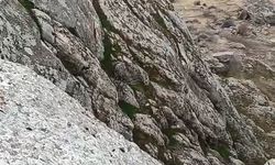 DAĞ KEÇİLERİ KAMERALARA TAKILDI