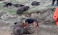 AVCILAR SÜRÜ HALİNDE DOMUZ AVLADI