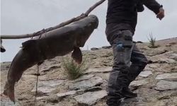 DEV TURNA BALIĞINI SIRIKLA TAŞIDILAR