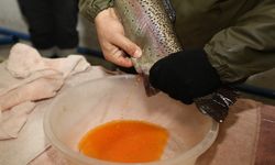 ALABALIK SAĞIM ÇALIŞMALARI SÜRÜYOR