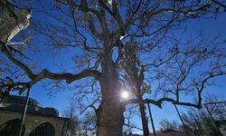 ASIRLIK ÇINAR YILLARA MEYDAN OKUYOR