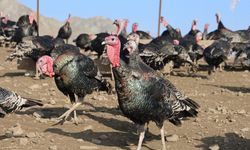 YURTDIŞINDAN DÖNÜP, MEMLEKETİNE ÇİFTLİK KURDU