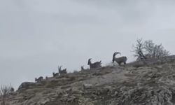 YABAN KEÇİLERİ SÜRÜ HALİNDE GÖRÜNTÜLENDİ