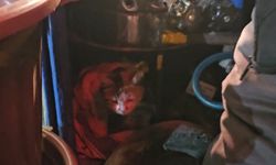 ÜŞÜMESİN DİYE KESTANE KAZANININ YANINDA BAKIYOR