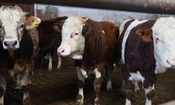 YÜZDE 60 HİBE DESTEĞİ İLE ÇİFTLİK KURDU