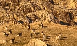 PALU'DAKİ KALEDE DAĞ KEÇİLERİ GÖRÜLDÜ