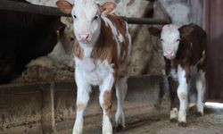 ÜRETİCİNİN İKİZ BUZAĞI SEVİNCİ