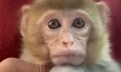 ELAZIĞ’DA YAKALANAN MAYMUN KORUMA ALTINA ALINDI