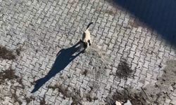 YAVRU KANGALIN DRONLA İMTİHANI